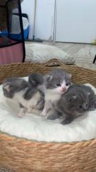 זכר בריטי גזעי רנה גבוהה