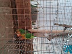 תוכי האבה במגוון צבעים גמיש