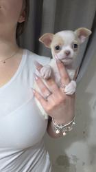 גורה צ'וואווה ננסי שעיר קצר