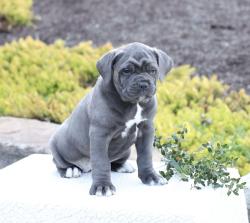 גורי קנ קורסו מאולפים היטב