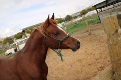 סוס ערבי עם תעודה אופי