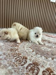 גורי פומרניאן ננסי יהיו מוכנים