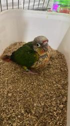 קוניור גרינציק גוזל שבוע יהי