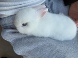 ארנב הולנדי ננסי צבע לבן