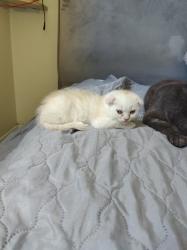 גור סקוטי פולד מרגל לאוכל