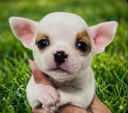 גורי ציוואווה מיני ננסי זכרים