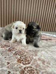 גורי פקינז מהממים יהיו מוכנים