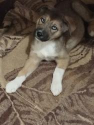 גורי בורדר קולי מעורב לברדור,