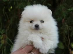 גורי פומרניין טדי בר וואוו!!!