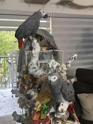 תוכים אפורים למכירה