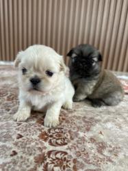 גורי פקינז מהממים יהיו מוכנים