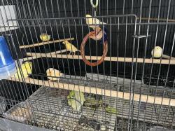 למכירה כלוב גדול כולל ציוד