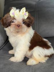 גורי שי צו מקסימים ומקסימים