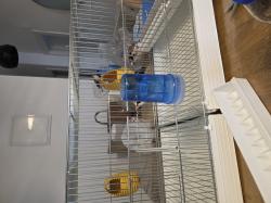 למכירה 2 זוגות פינקים פלוס