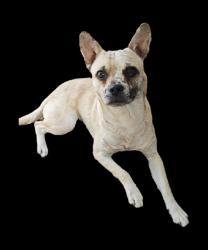 גור בולדוג צרפתי מעורב, בן