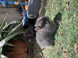 ארנב ננסי מתוק כבן חודש וחצי