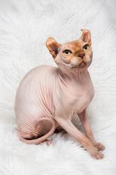 חתול ספינקס אילף בצבע ורוד