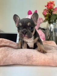 גורים בולדוג צרפתי))