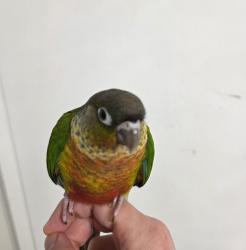  גוזל קוניור גרינצ'יק ילו