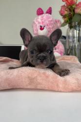 גורים בולדוג צרפתי))