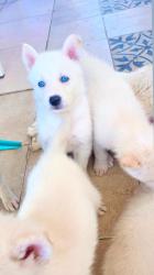 למכירה גורי האסקי סיבירי –