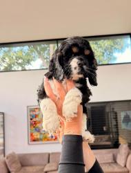 גורי קוקר ספניאל אמריקאי אמא