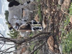 גדי חצי ננסי קטן יפיפה