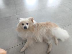 הוא חצי פומרניאן שפיץ