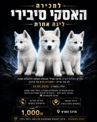 למכירה האסקי סיבירי – ליגה