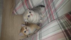 גורות סקוטיות מהממות בנות חודש