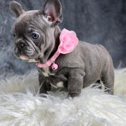 למכירה גורי בולדוג צרפתי זכרים ונקבות