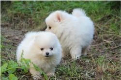 גורי פומרניין טדי בר וואוו!!!