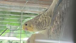 תוכונים במופעים מתקדמים מטובעים ומושלמים