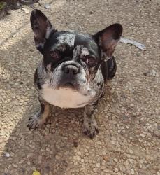 בולדוג צרפתי, בת 3, מאמי