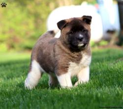 גורי אקיטה זכרים ונקבות מחפשים בית חדש