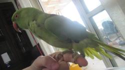 דררה מיוחדת במינה חברותית חכמה האכלת יד