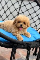 גורי פודל מקסימים קוראים למשפחה חדשה