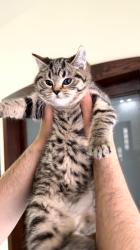 נקבה סקוטית אוהבת לשחק ולאכול