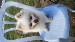 כלב בוגר גיל 3 לבן בוהק יפיפה אף ורוד