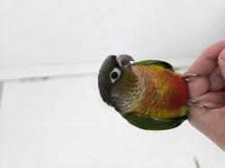  גוזל קוניור גרינצ'יק ילו