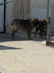 גורי רועה קווקזי גזעיים ברמה