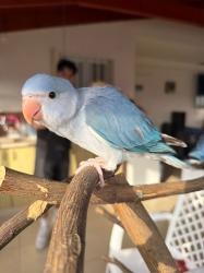 דררות קלירטיילים במופעים מיוחדים מהממים,