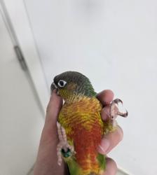  גוזל קוניור גרינצ'יק ילו