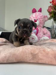 גורים בולדוג צרפתי))