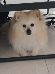 הוא חצי פומרניאן שפיץ