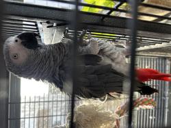 ג׳אקו בן שנה וחצי, נמכר