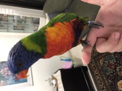 למכירה לורי סוינסון מטובע שנת