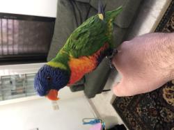 למכירה לורי סוינסון מטובע שנת