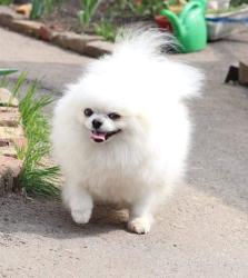 גורי פומרניין טדי בר וואוו!!!