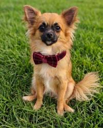 בן 10 חודשים יפיוף מחונך